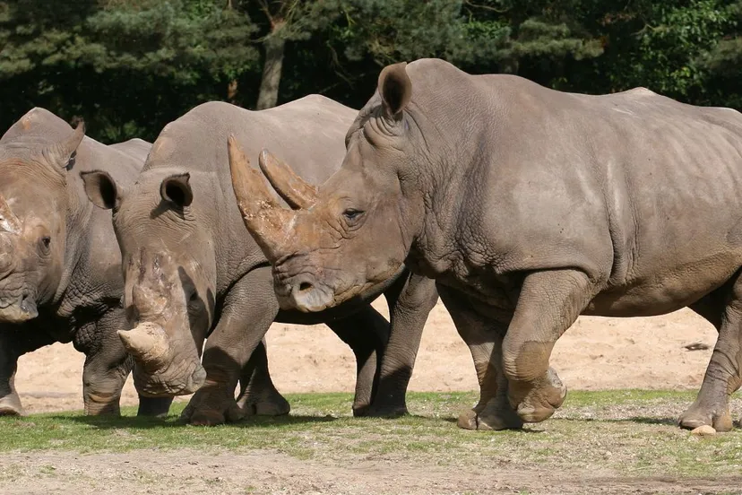 breedlipneushoorns grootverbruikers hooi foto theo kruse