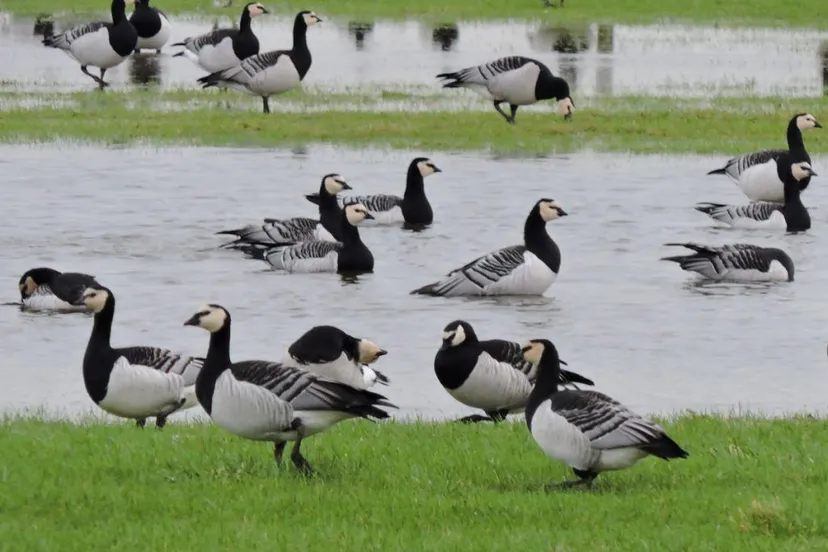 broedganzensln01 januari 128283 1024x768