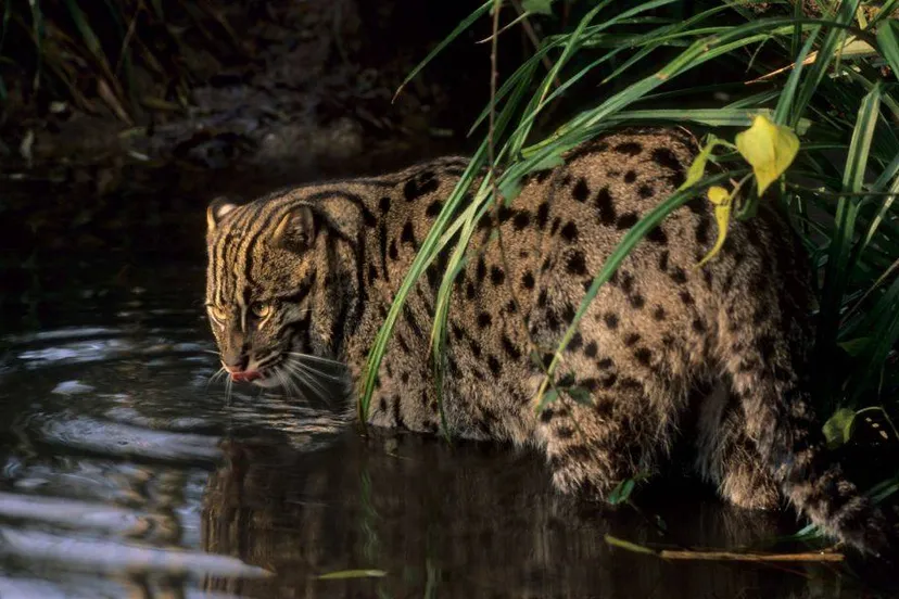 bzfuturefornaturetiasa adhya fishing cat c terry whittaker