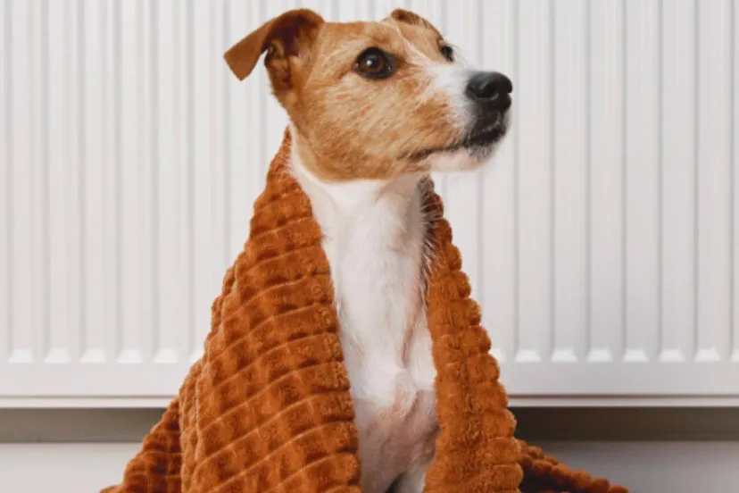 energie loket lingewaard