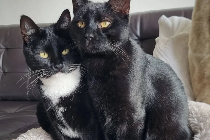 katla en foss20241124 120302 1