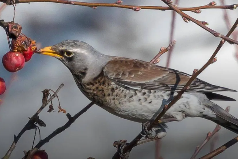 screenshot 2025 01 11 at 17 26 29 vogels spotten in de uiterwaarden bij angeren rijnwaal
