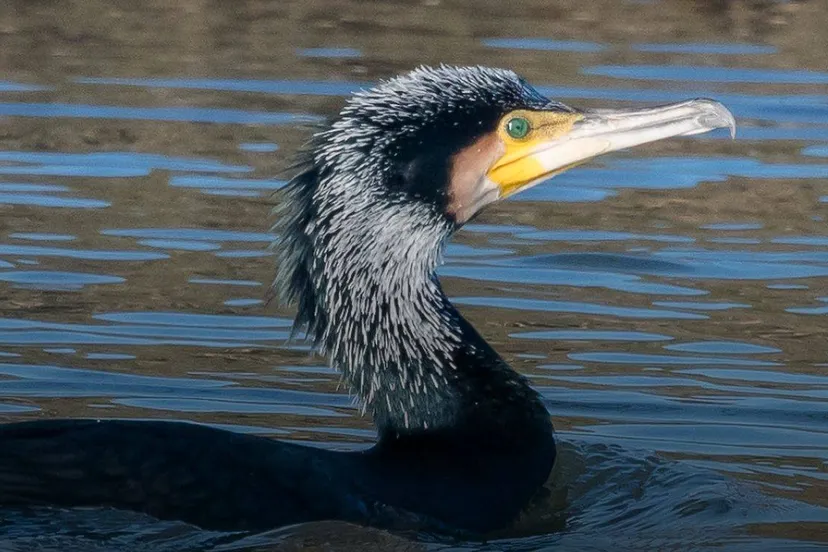 vogels spotten in de gendtse waard rijnwaal