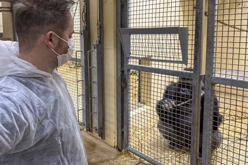 gorilla s voorafgaande aan transport 4