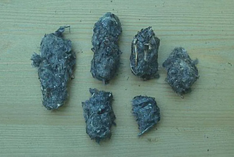 uilenballensteenuilwikipedia athene noctua bird pellets steenuil braakballenjpg jpeg afbeelding 390 262 pixels