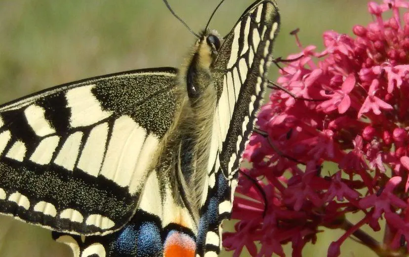 vlindersjpg jpeg afbeelding 2560 1024 pixels geschaald 60