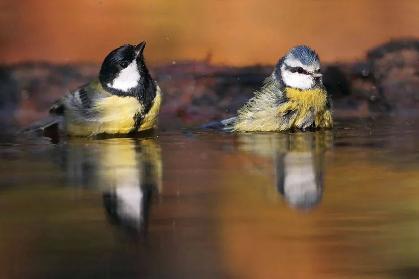 vogelbescherming nederlandlinks koolmees rechts pimpelmees