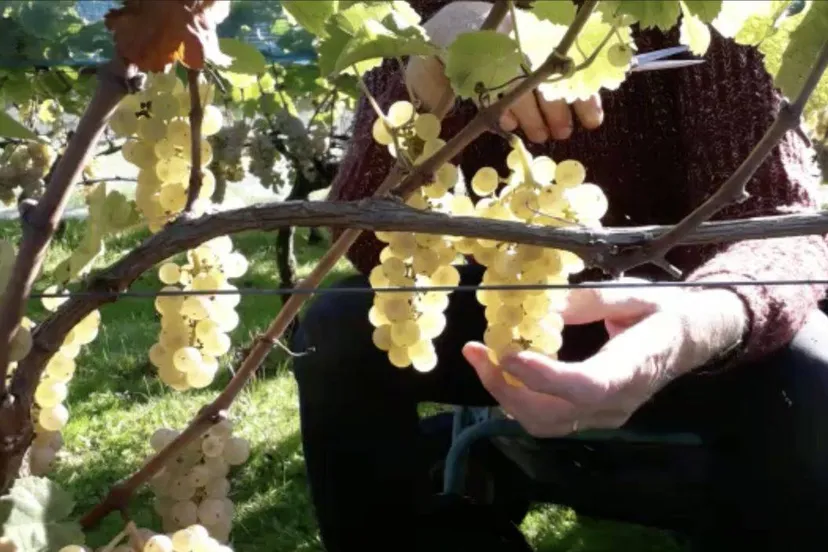 wijndruiven plukkenpiet van rijsingen