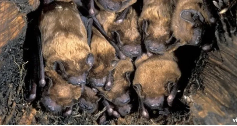 vleermuizen2rollin verlindevleermuisnet