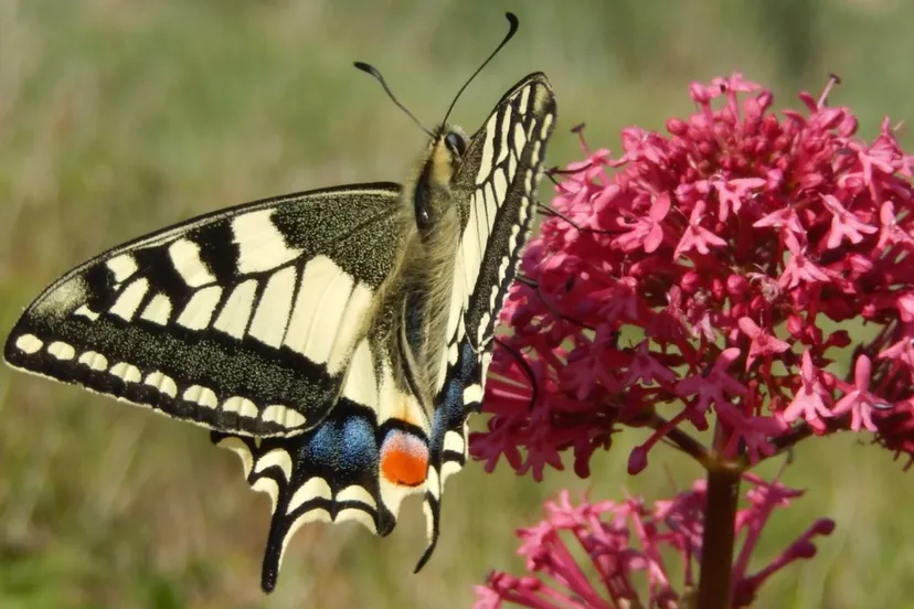 vlindersjpg jpeg afbeelding 960 768 pixels geschaald 83