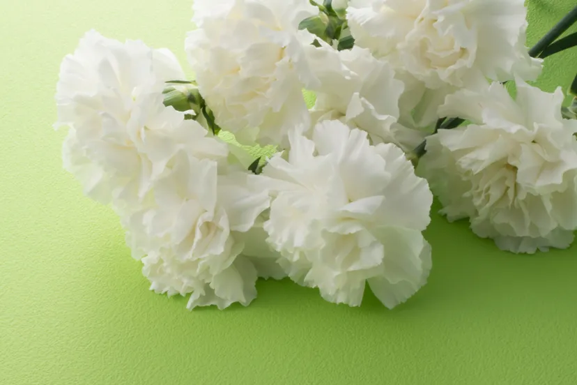 witte anjer 2025 03 04t130336147