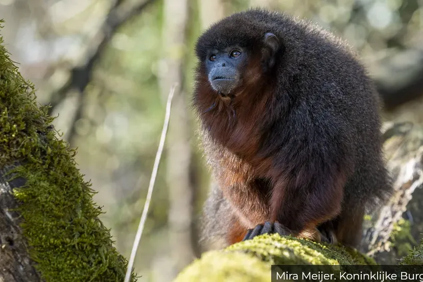 burgers zoo laat apen los in de mangrove