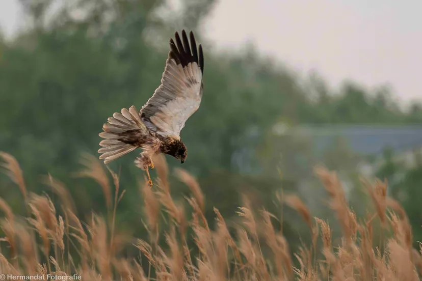 bruine kiekendief jagend