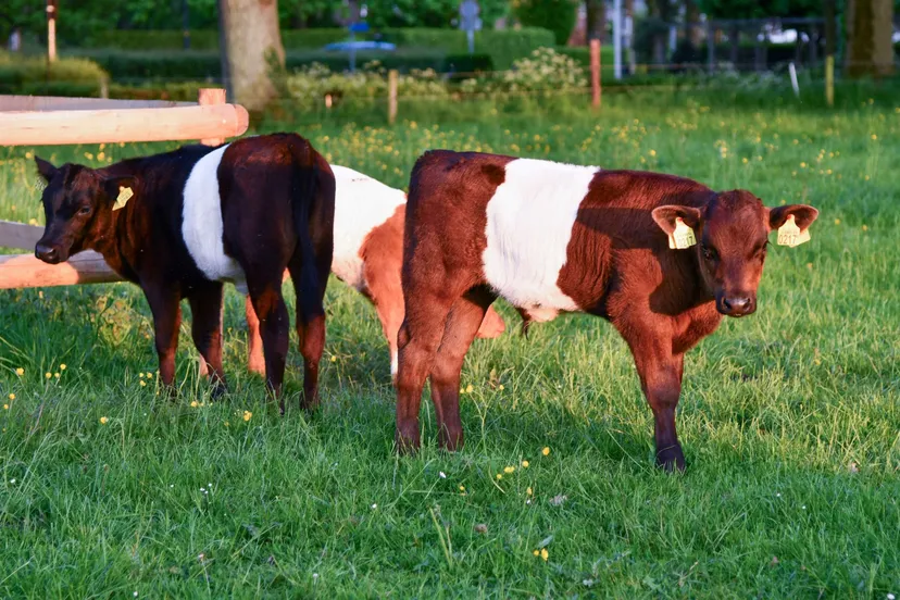 kasteel naar buitendsc 93612