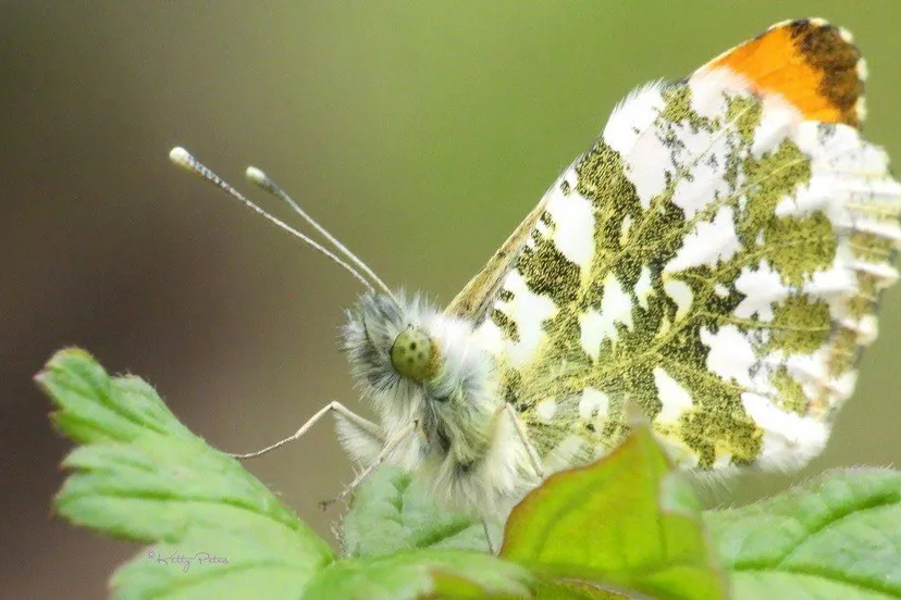 oranjetipjekitty peters