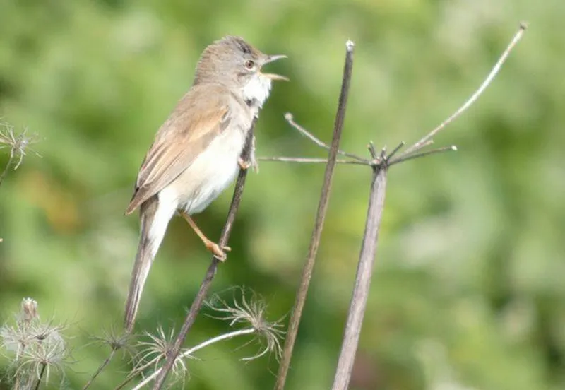 grasmusvaderdagexcursie door de zomerse bemmelse polder
