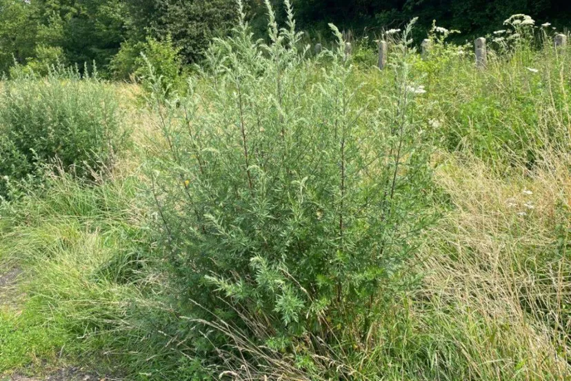 Bijvoet produceert veel pollen.pollennieuws.nl