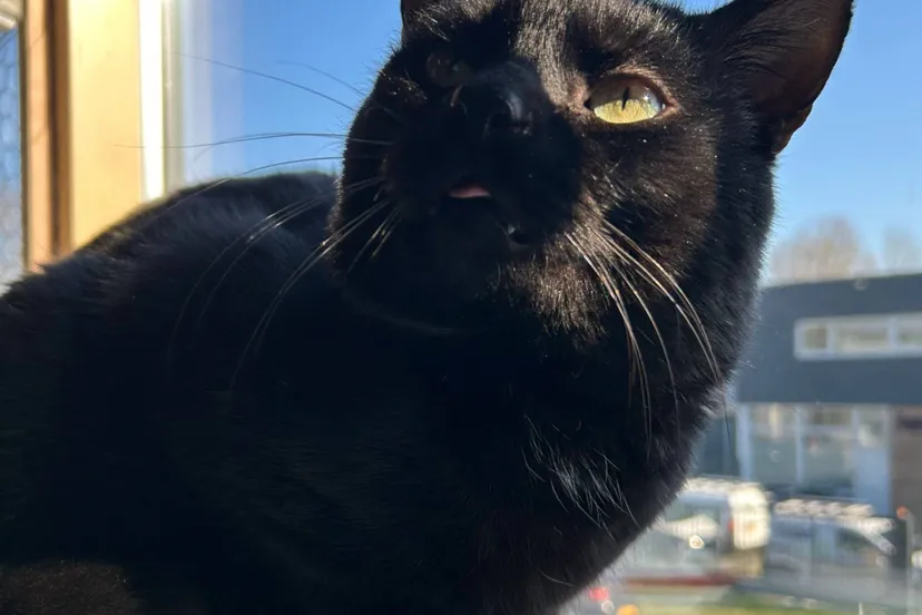 Frank-34430-nieuw-1-1