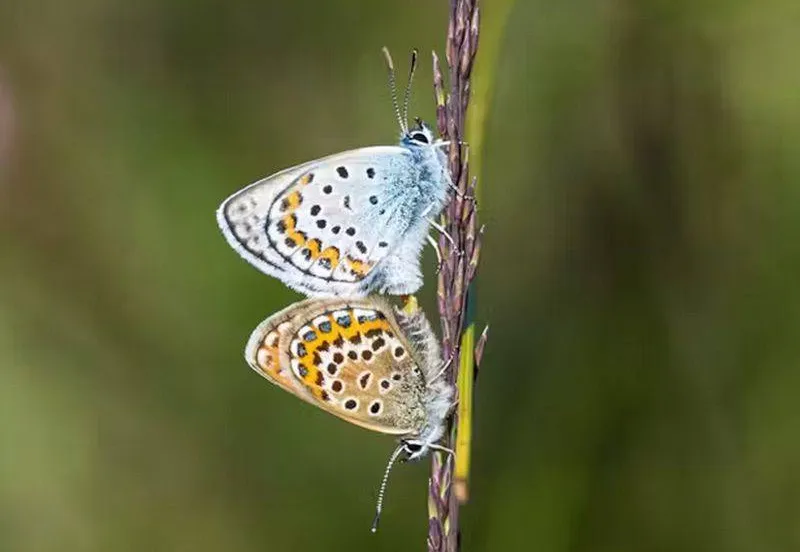 geef-vlinders-het-leven-geldersch-landschap-en-kasteelenronald-oost