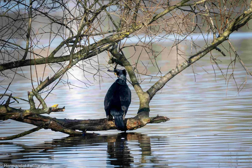 Aalscholver.Herman Hendriks.74748(1)