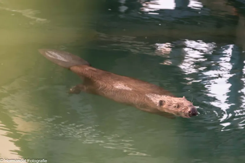 Bever.Herman Hendriks.4568