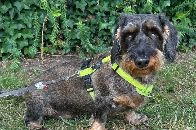 Derk.WhatsApp-Image-2025-07-12-at-19.35.44