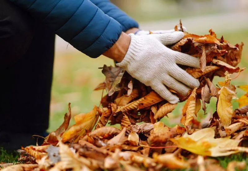 bladkorven Gemeente Lingewaard