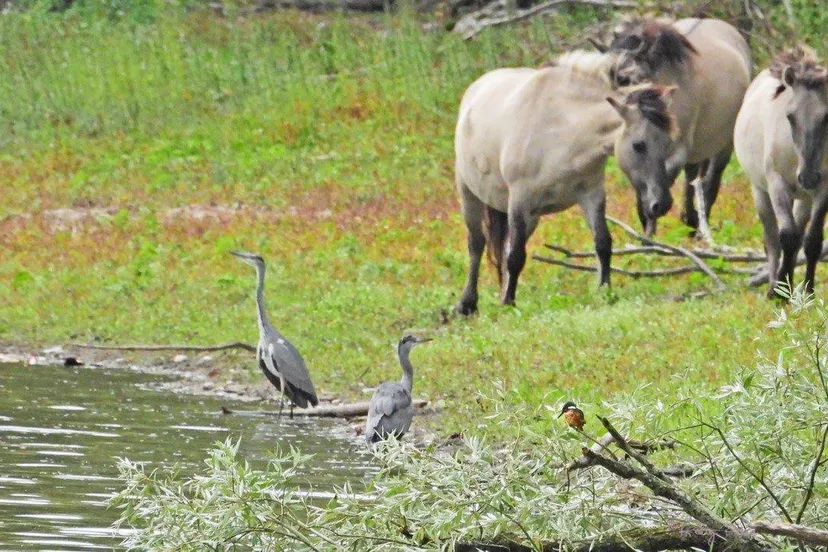 Gendste polder.Konikpaarden, blauwe reigers en een ijsvogeltje. Kitty Peters