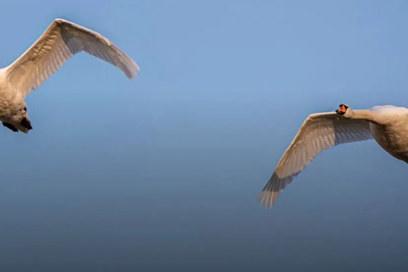 Knobbelzwanen.Lingezegen.IVN RijnWaal - Rijnwaal