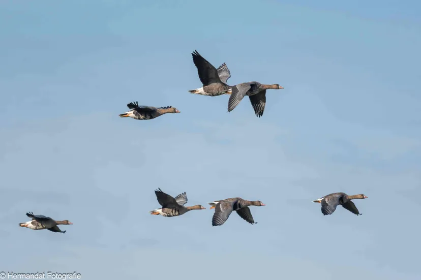 Kolganzen.Herman Hendriks-0890