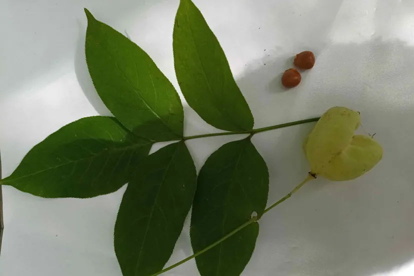 Pimpernoot.IVN RijnWaal