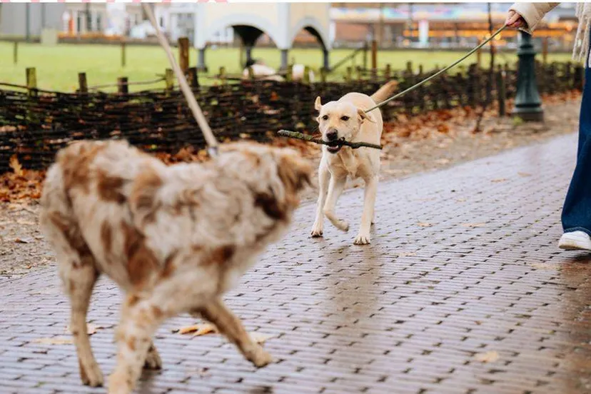 Met hond wandelen. Nederlands Openluchtmuseum