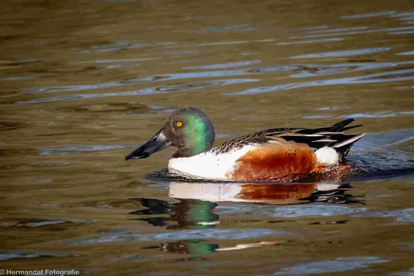 Slobeend.Herman Hendriks.-75020