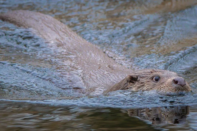 Zwemmende otter, foto van Sabrina Engels