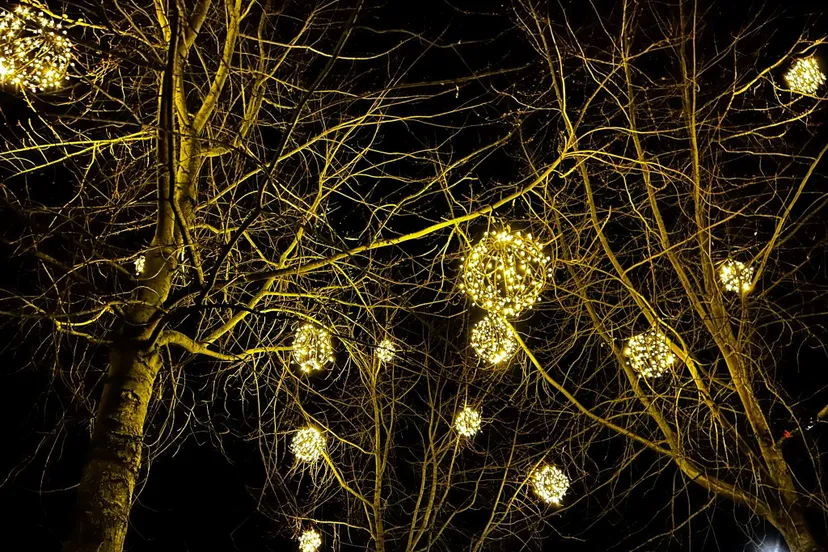 S.N.O.F. krabbels. Bomen.IMG_2635