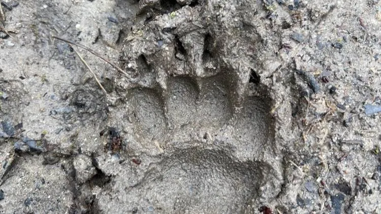 Sporen zoeken.Bemmelse polder