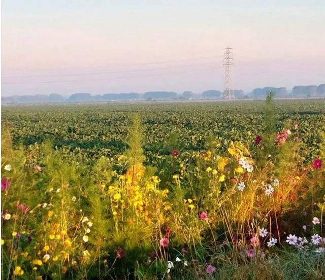 Bloemrijke akkerranden trekken honderden vlinders Gemeente Lingewaard