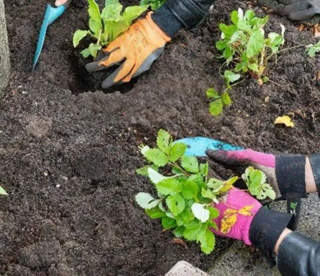 Kom naar de Bomenhub Gemeente Lingewaard
