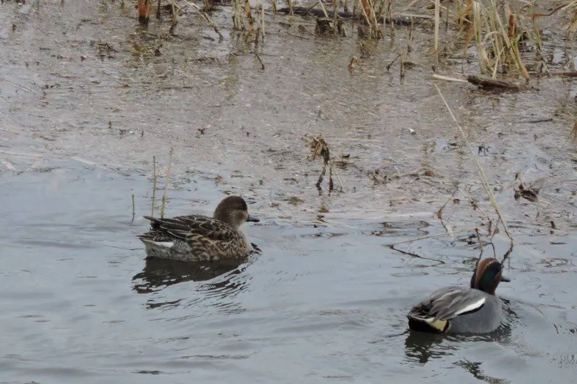 Koppeltje wintertalingen Foto.SLN