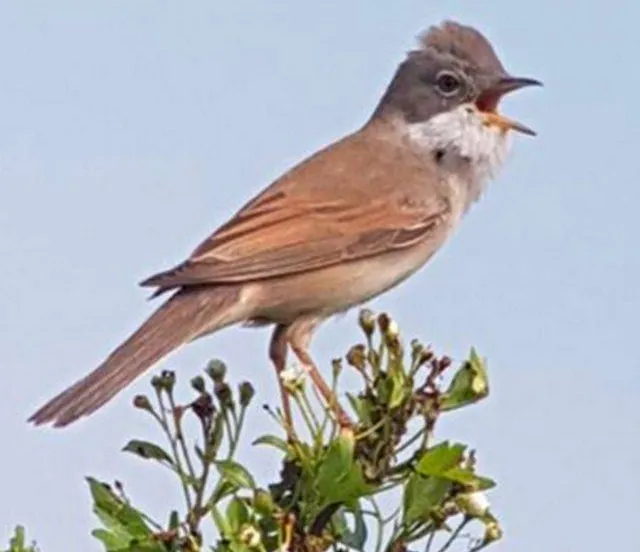 Vogelcursus voor beginners start januari 2026 -