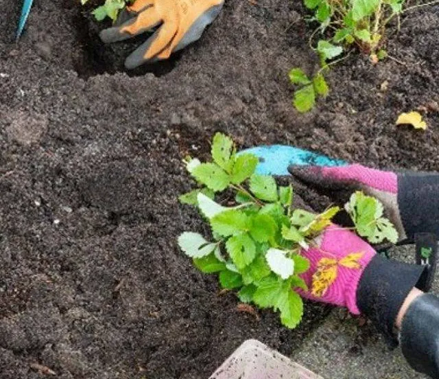 Tuinvergroeningsdag op zaterdag 28 maart Gemeente Lingewaard