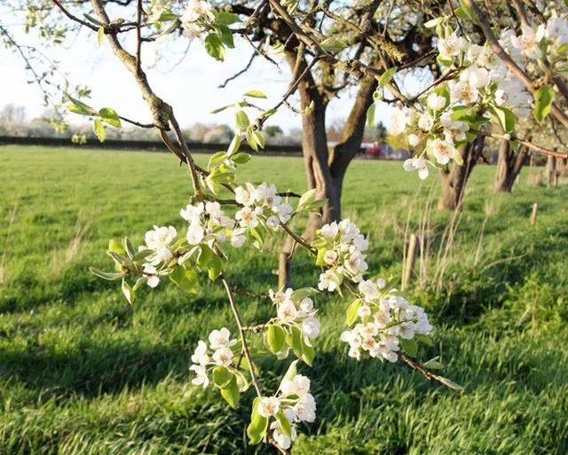 Dorpen in het groen Gemeente Lingewaard