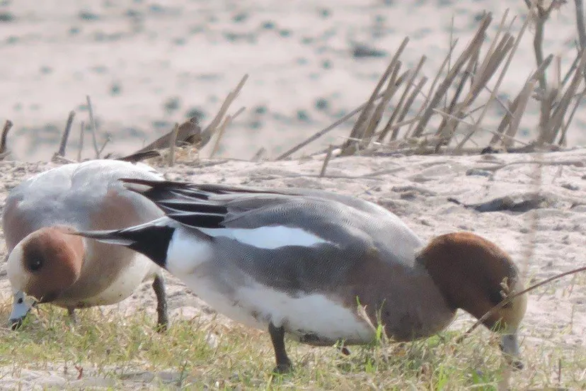 Grazende smienten Foto.SLN