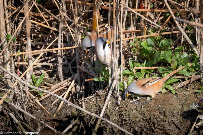 Baardmannen.Herman Hendriks-0190