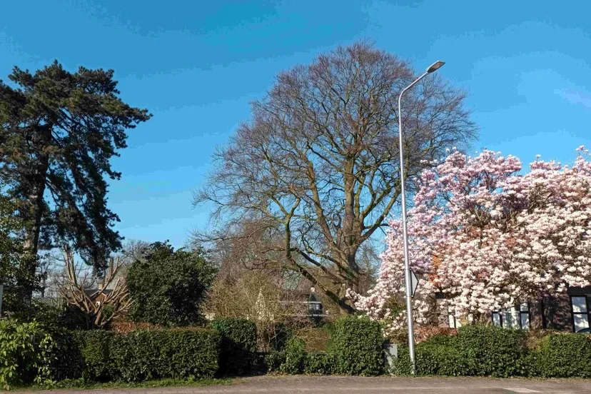 bomenexcursie.Anja-02