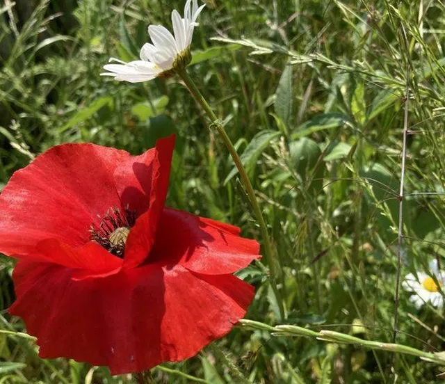 Nationale Zaaidag Gemeente Lingewaard