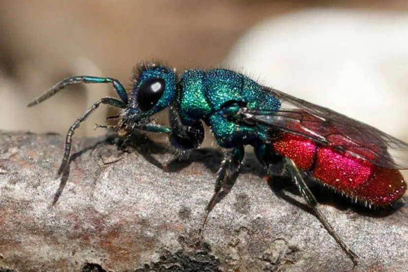 Chrysura-rufiventris.natonale wespentelling-Luc-van-elshout (JPEG-afbeelding 724 × 564 pixels)