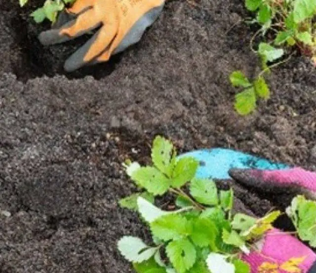 Een groener Lingewaard Gemeente Lingewaard