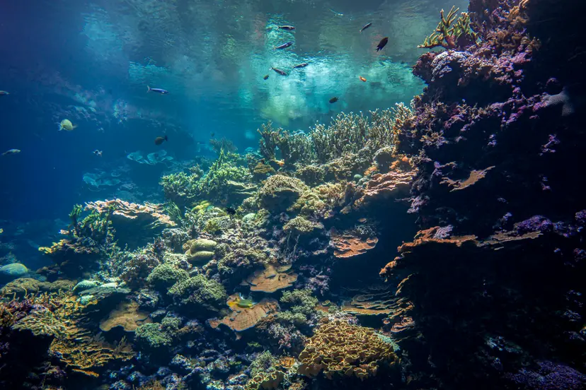 Levend koraalrif Ocean