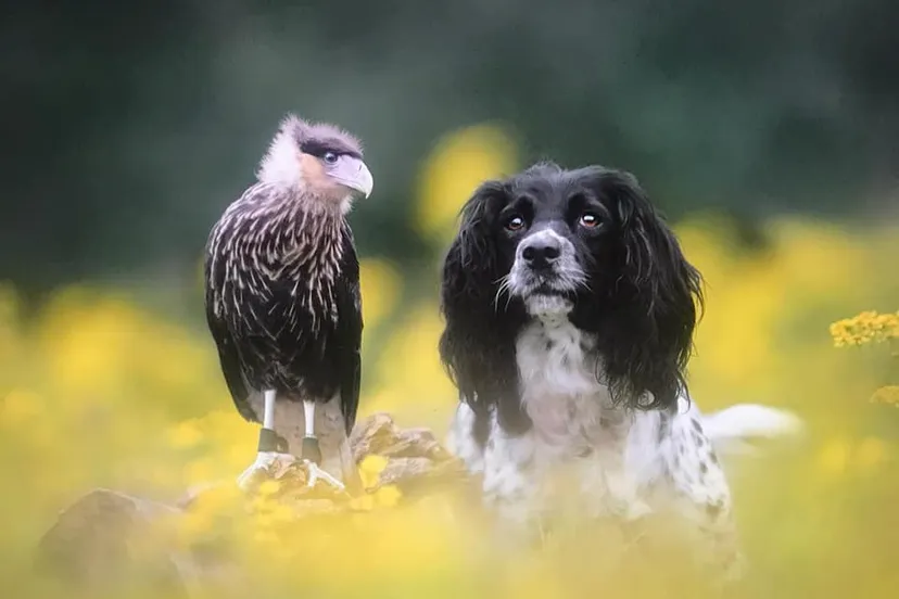 154091622 1967837583370123 6425562904319236722 n